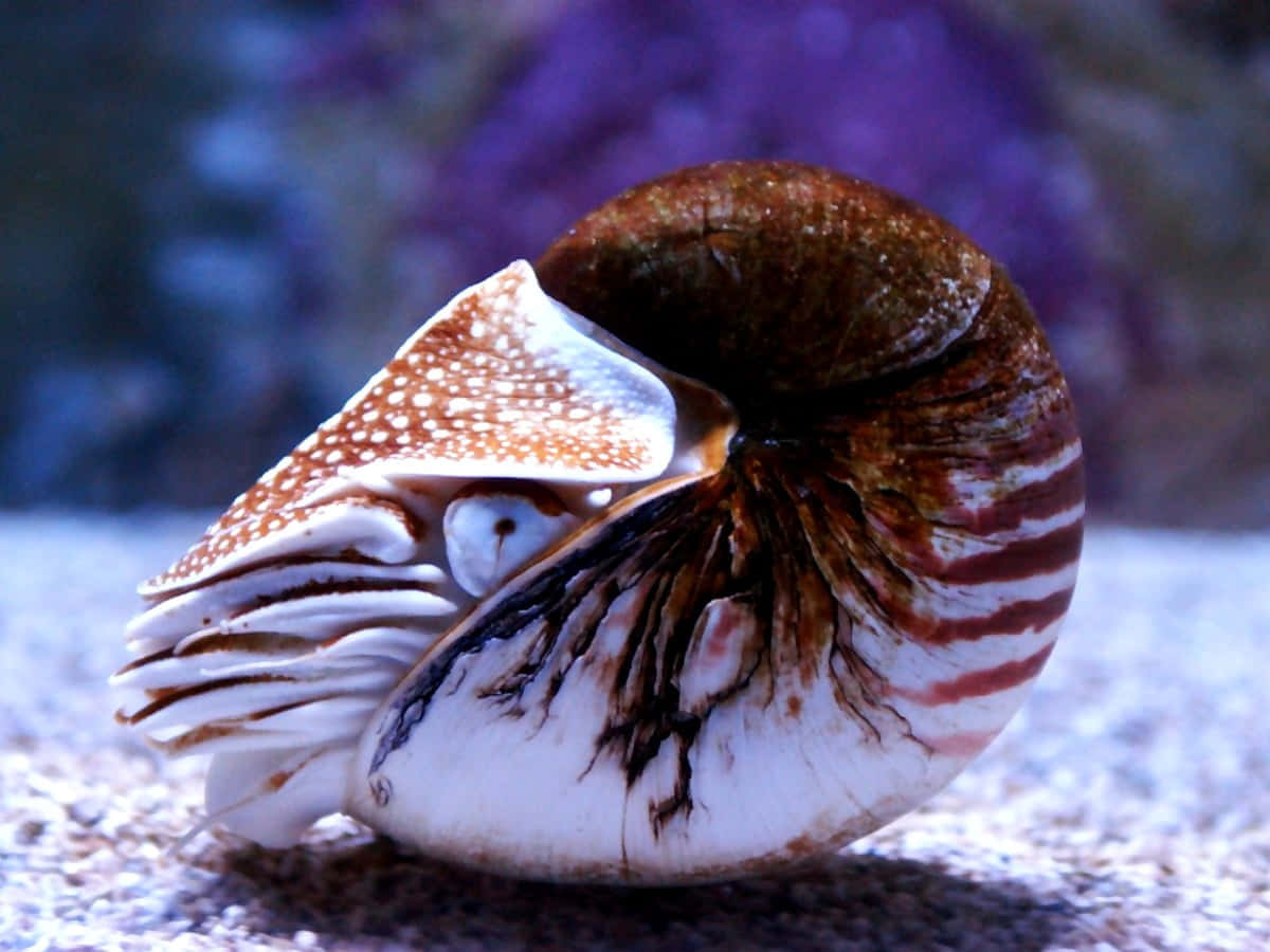 Chambered Nautilus In Aquarium Wallpaper