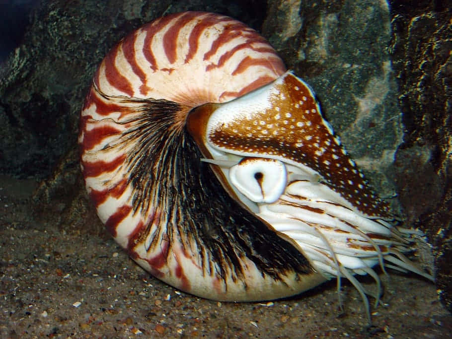 Download Chambered Nautilus Nautilidae Wallpaper | Wallpapers.com