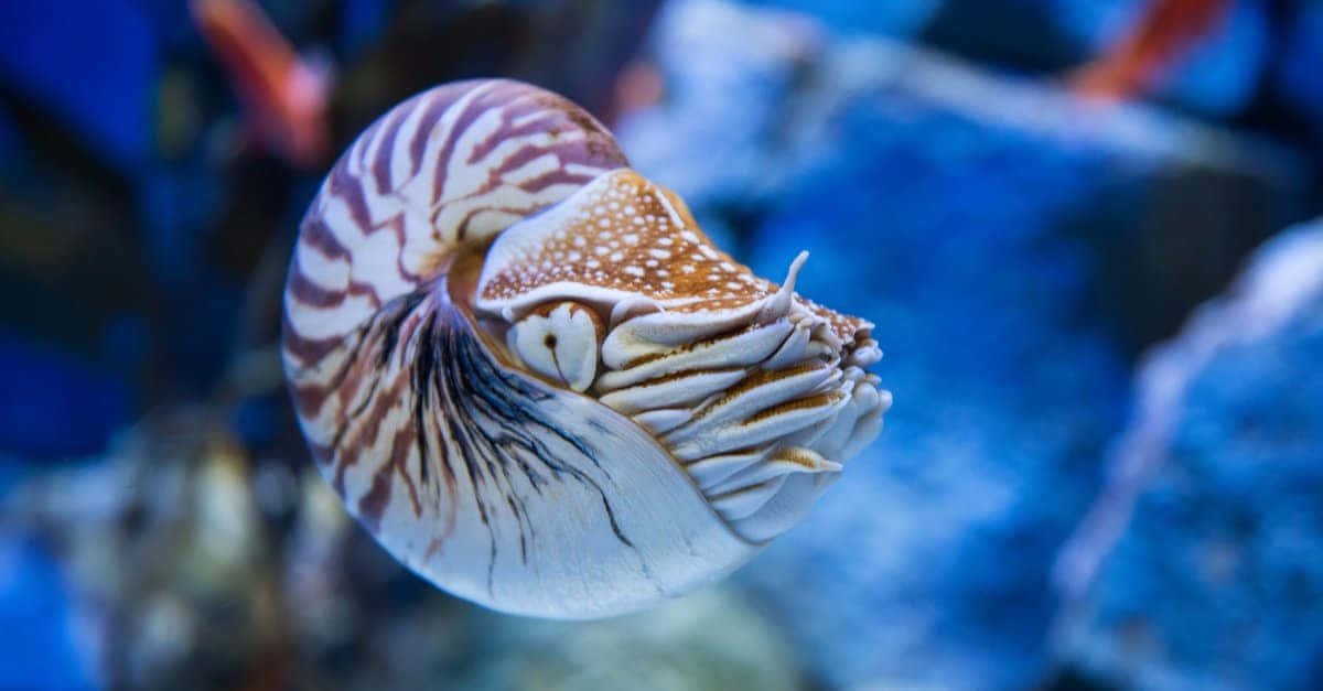 Chambered Nautilus Underwater Beauty Wallpaper