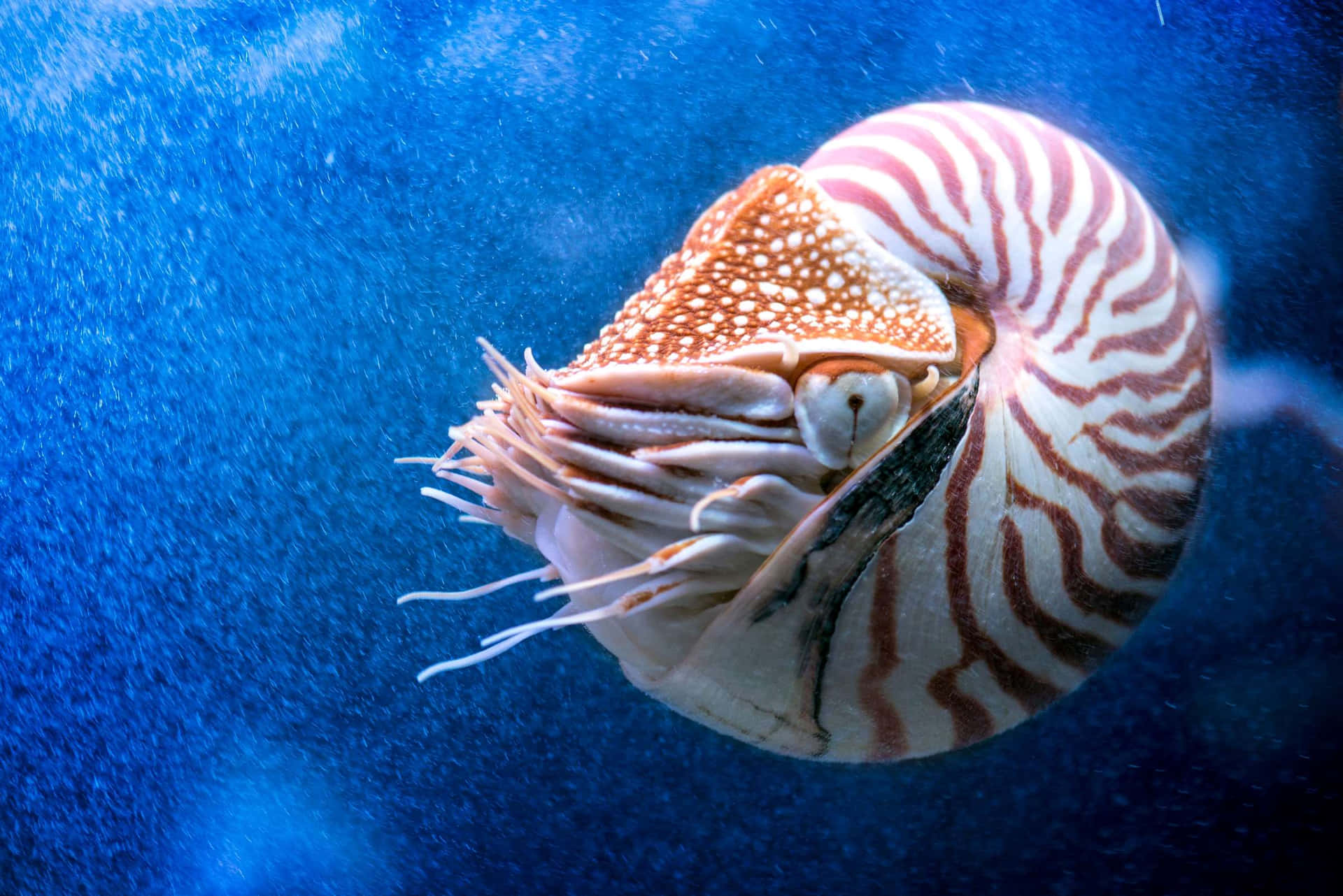 Chambered Nautilus Underwater Wallpaper