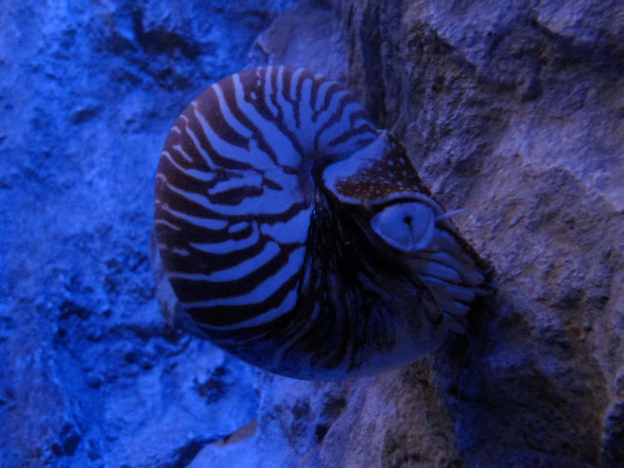 Chambered Nautilus Underwater Wallpaper