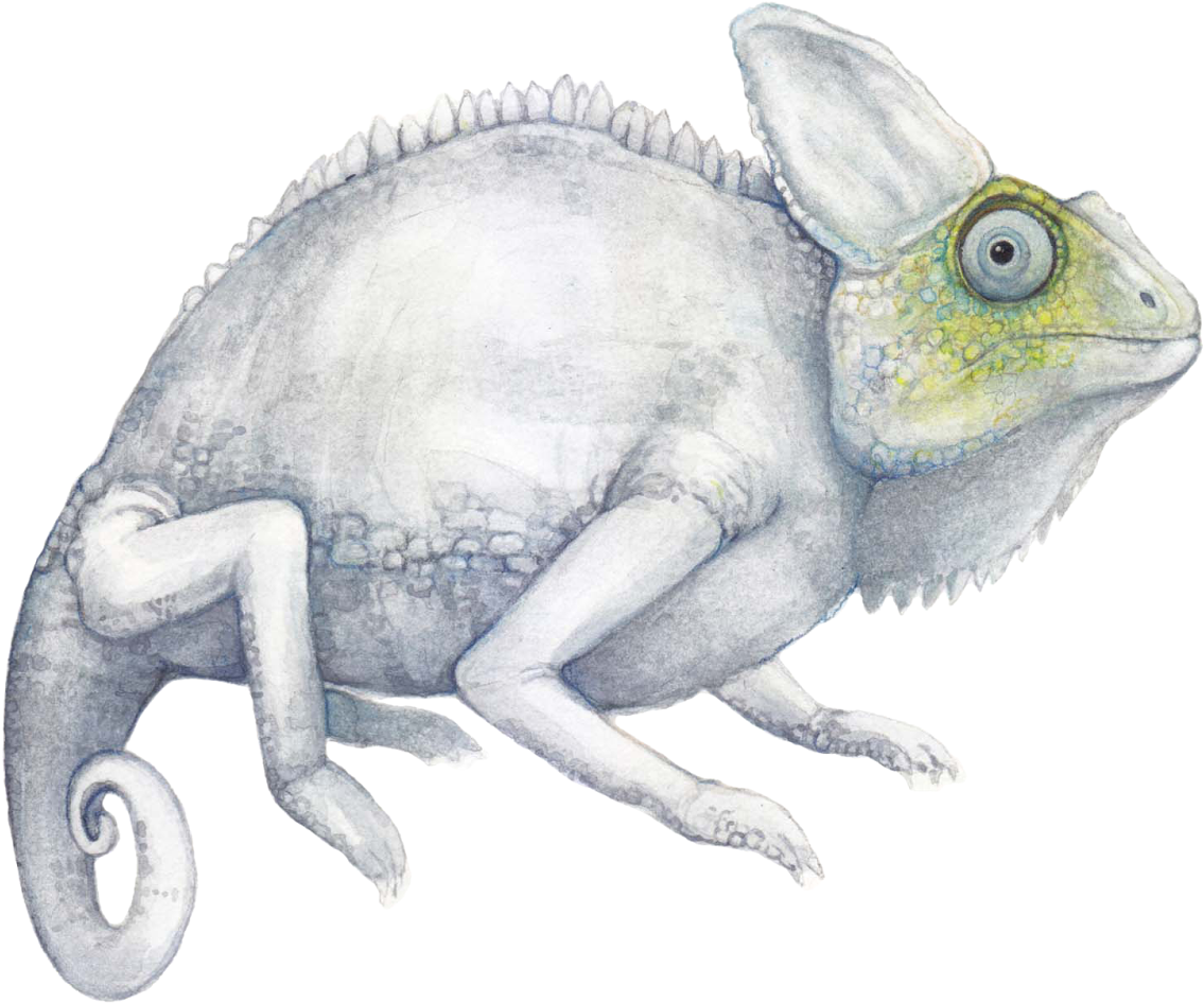 Chameleon Illustration Artwork PNG