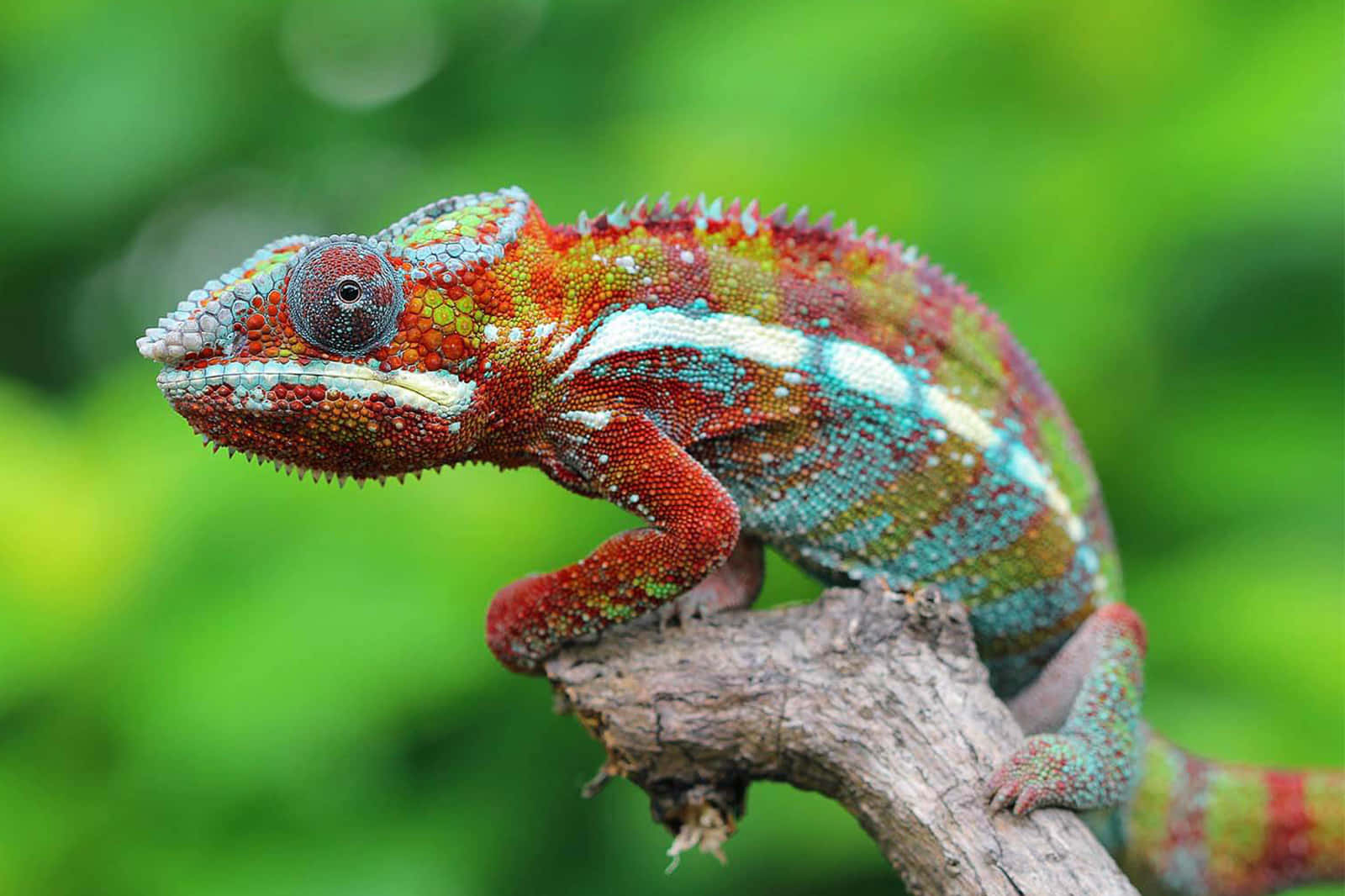 Adorable Chameleon Taking a Closer Look