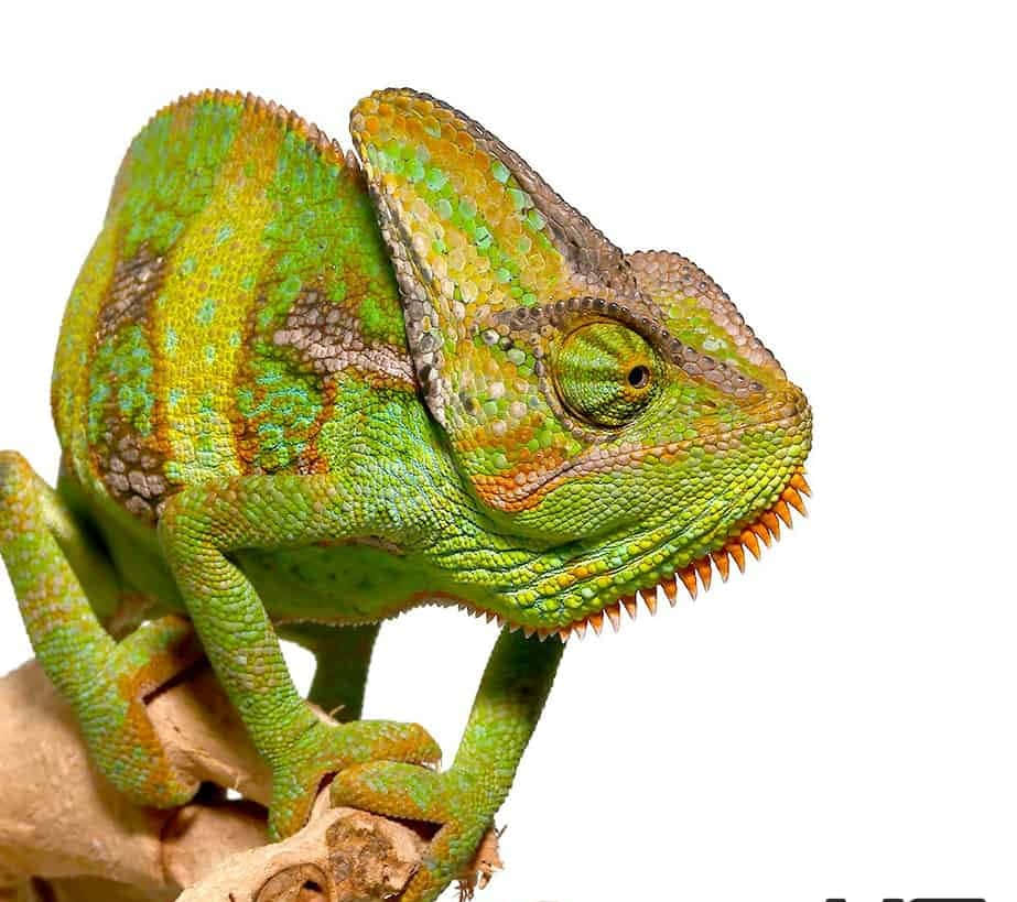 A colorful chameleon climbing on a branch