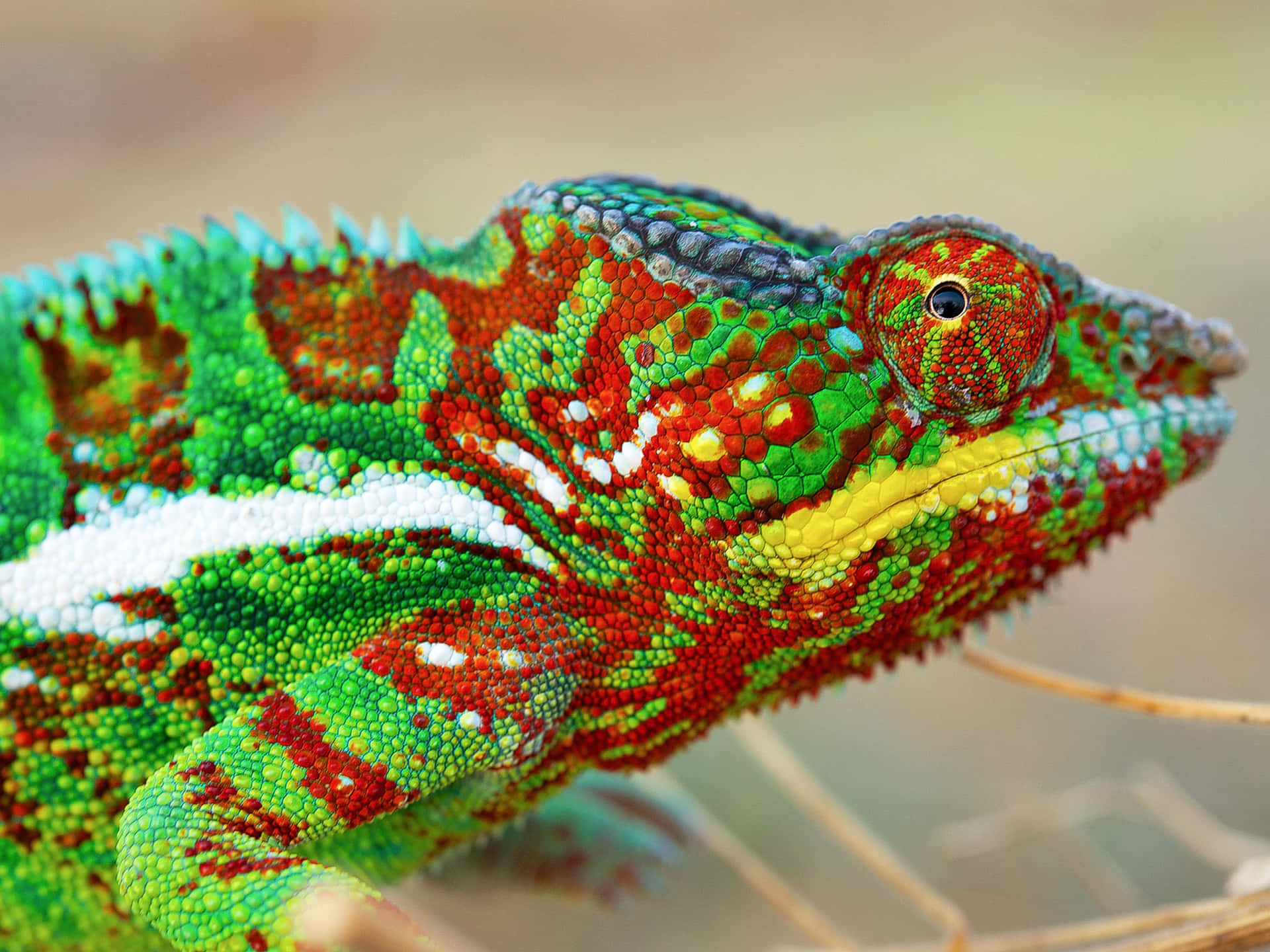 "A vibrant Chameleon climbing up a tree trunk"