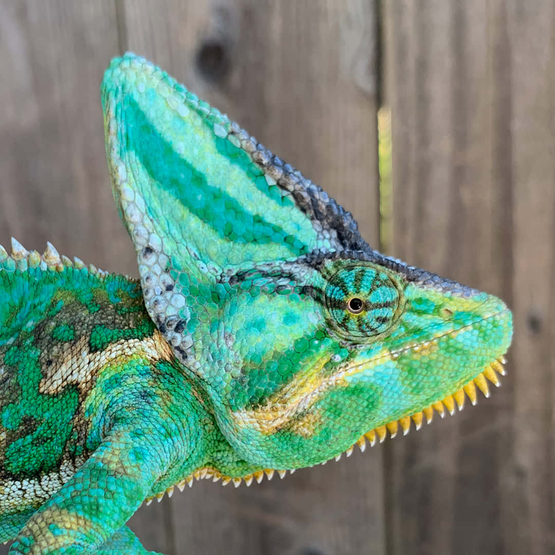 A Chameleon Lizard With A Green And Yellow Head