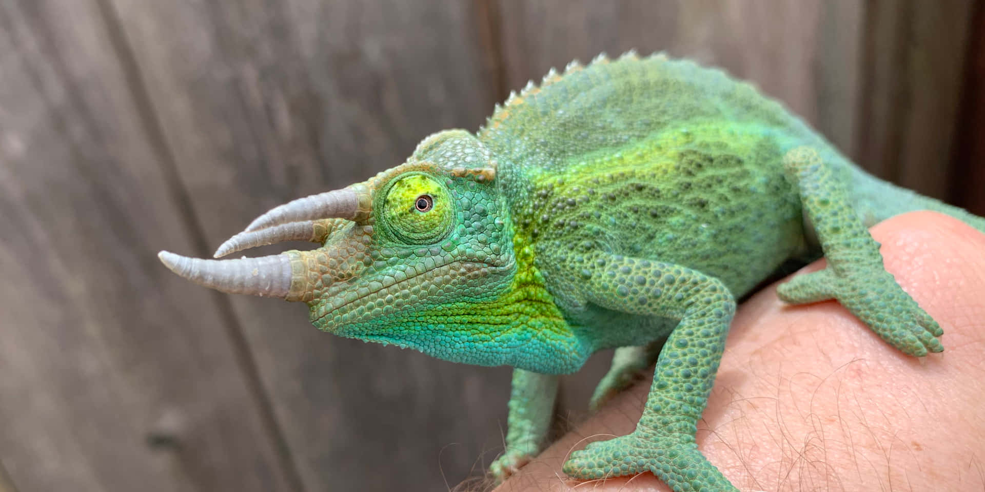 A vibrant chameleon sitting atop a tree