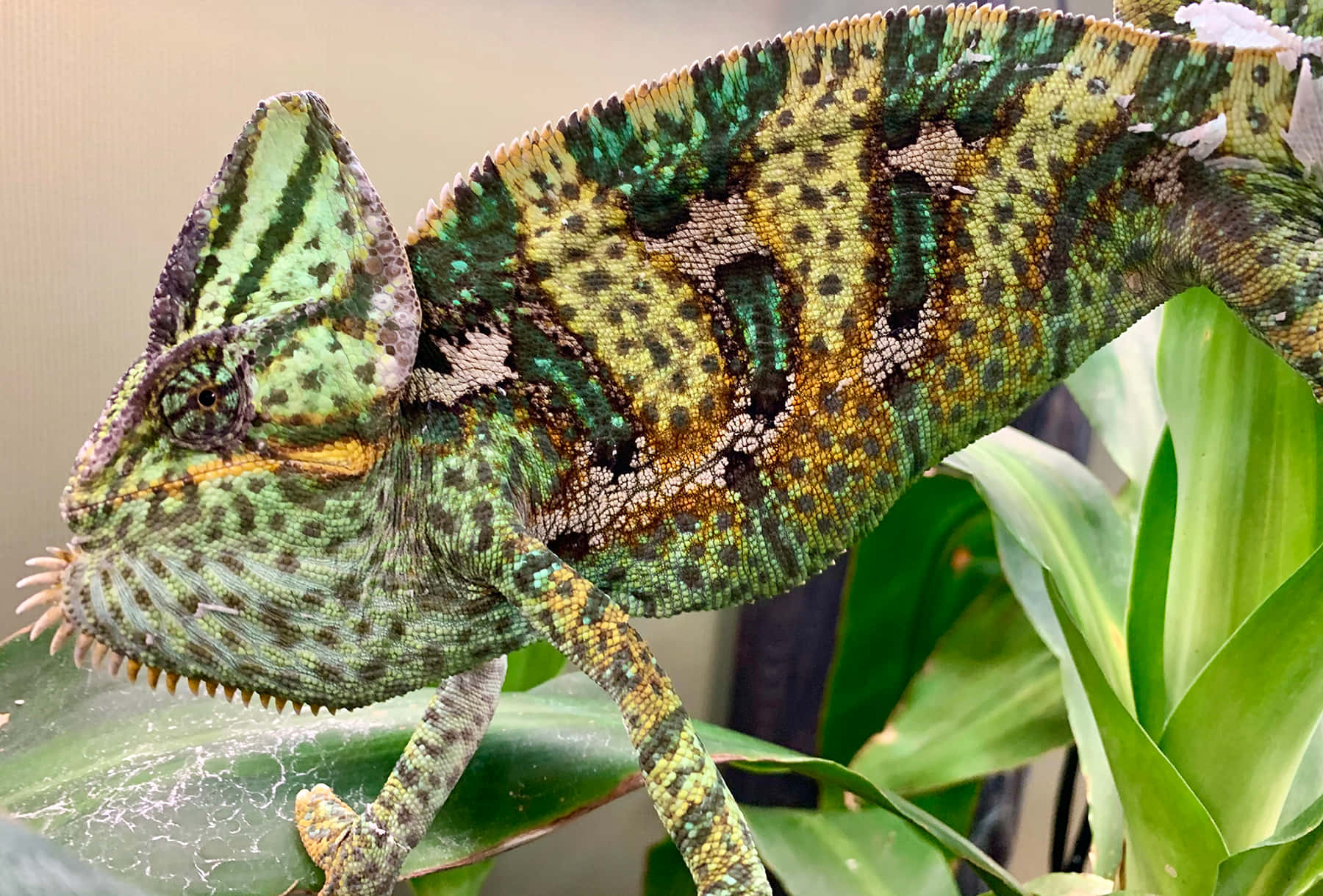 Colorful Chameleon Peek-A-Boo
