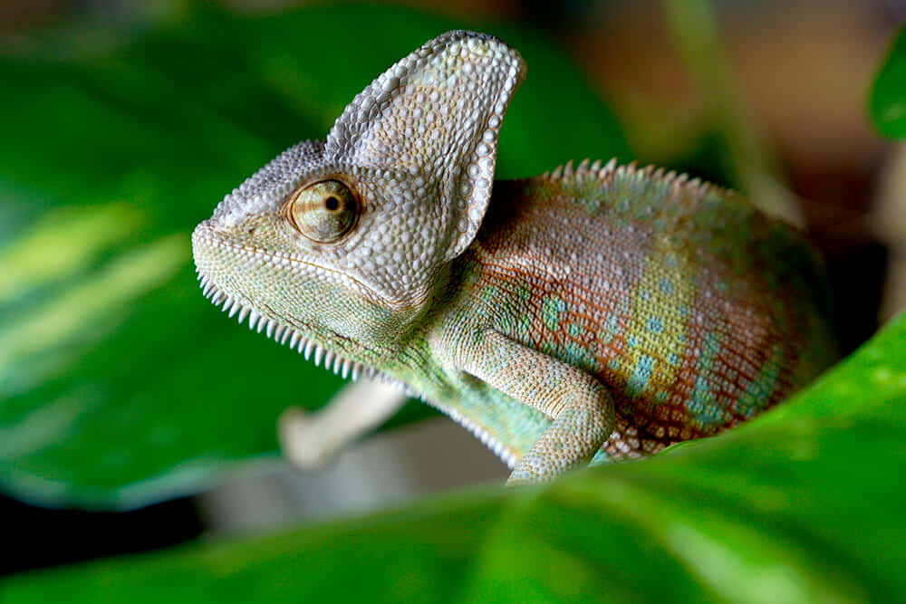 A colorful chameleon against a background of leaves