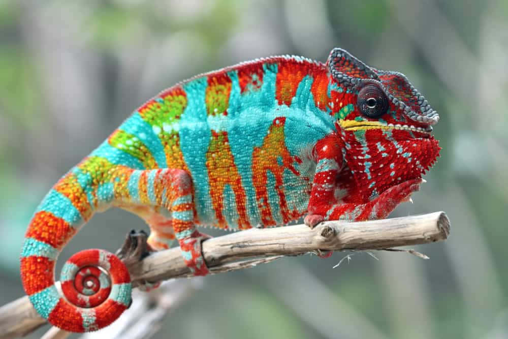 The colorful chameleon in the nature
