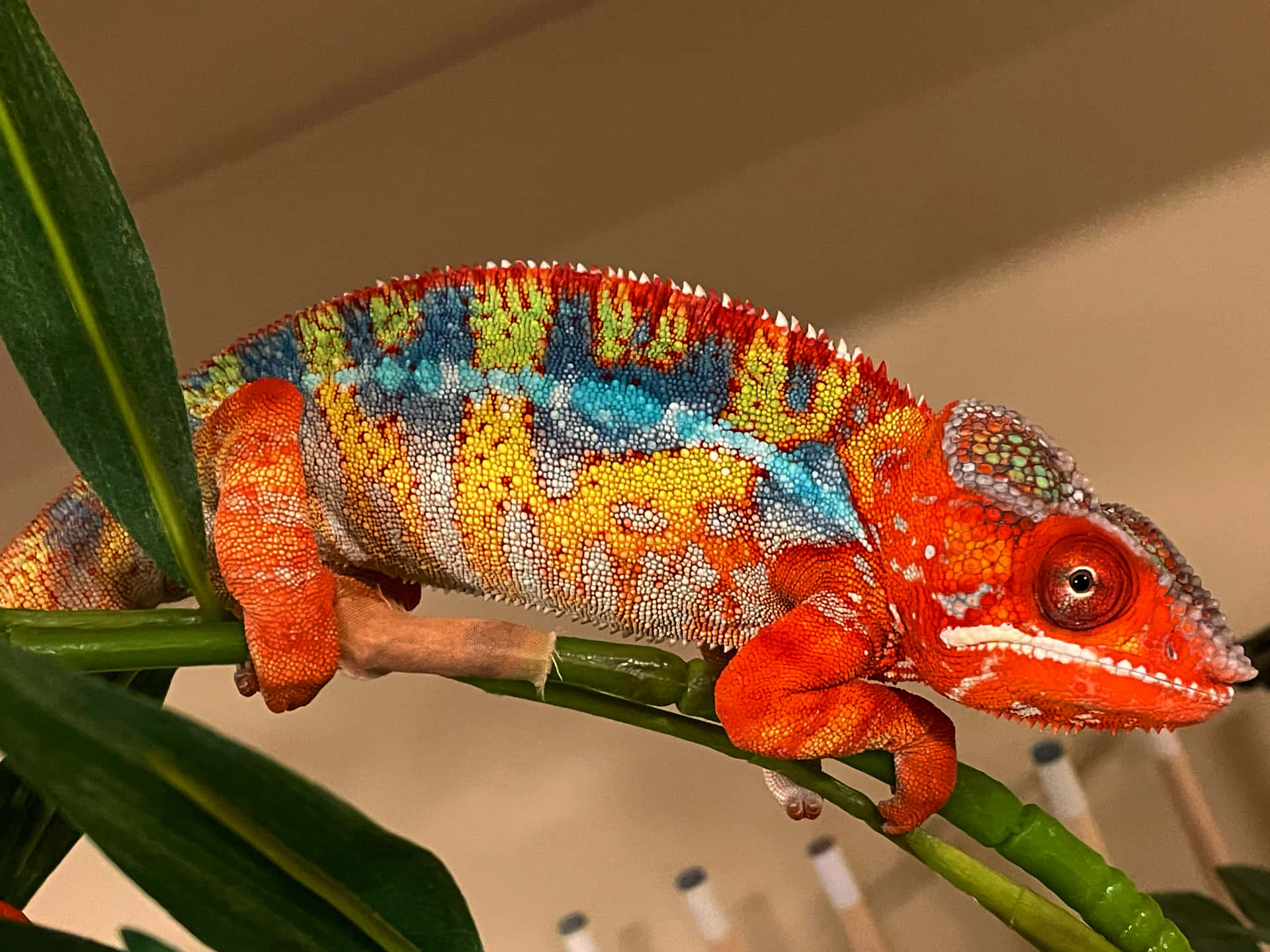 A vibrant chameleon perched on a branch