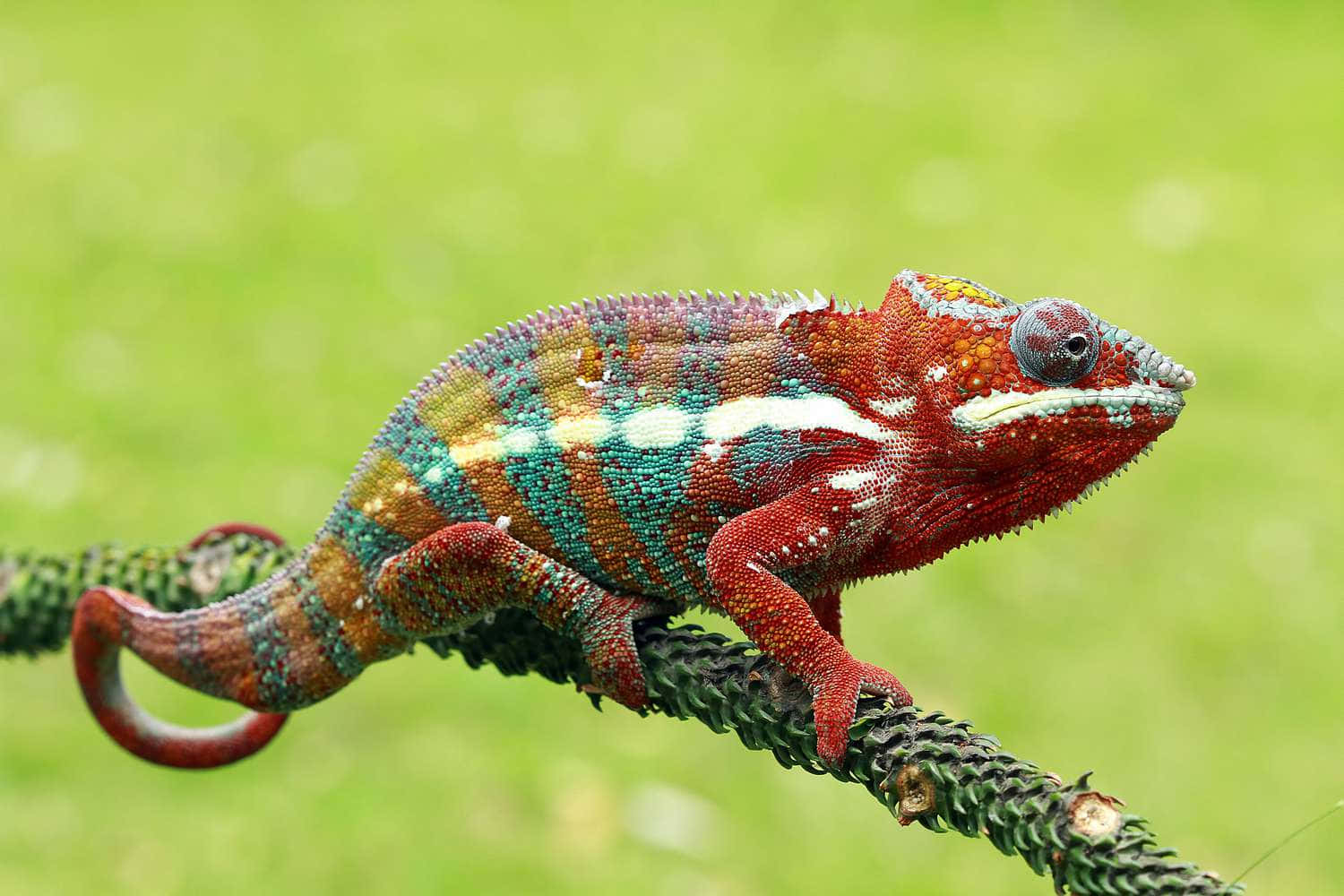 A Colorful Chameleon Is Sitting On A Branch
