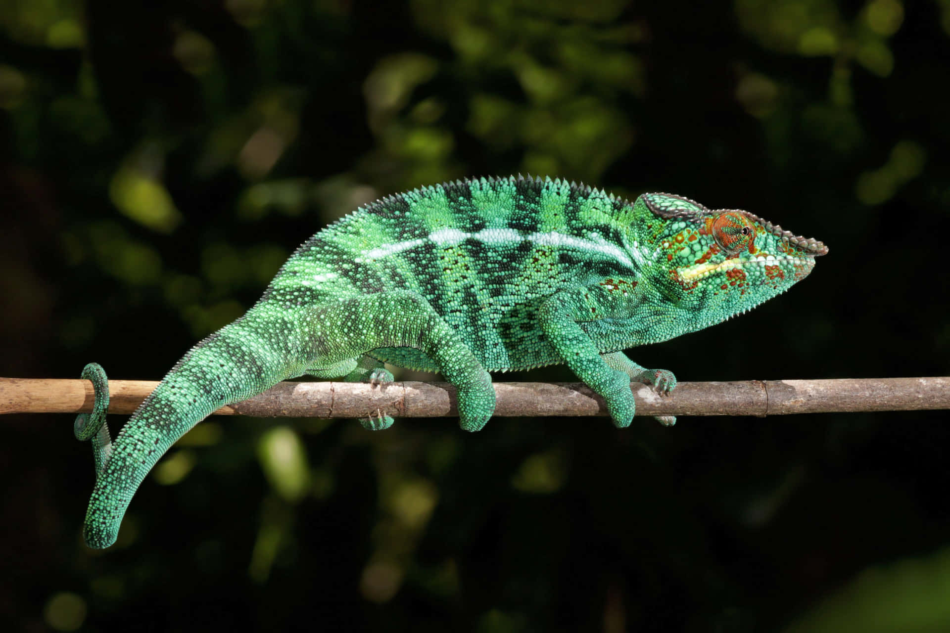 A Green Chameleon Is Sitting On A Branch