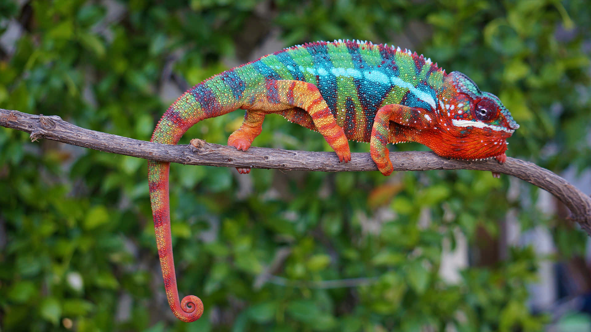 A Colorful Chameleon