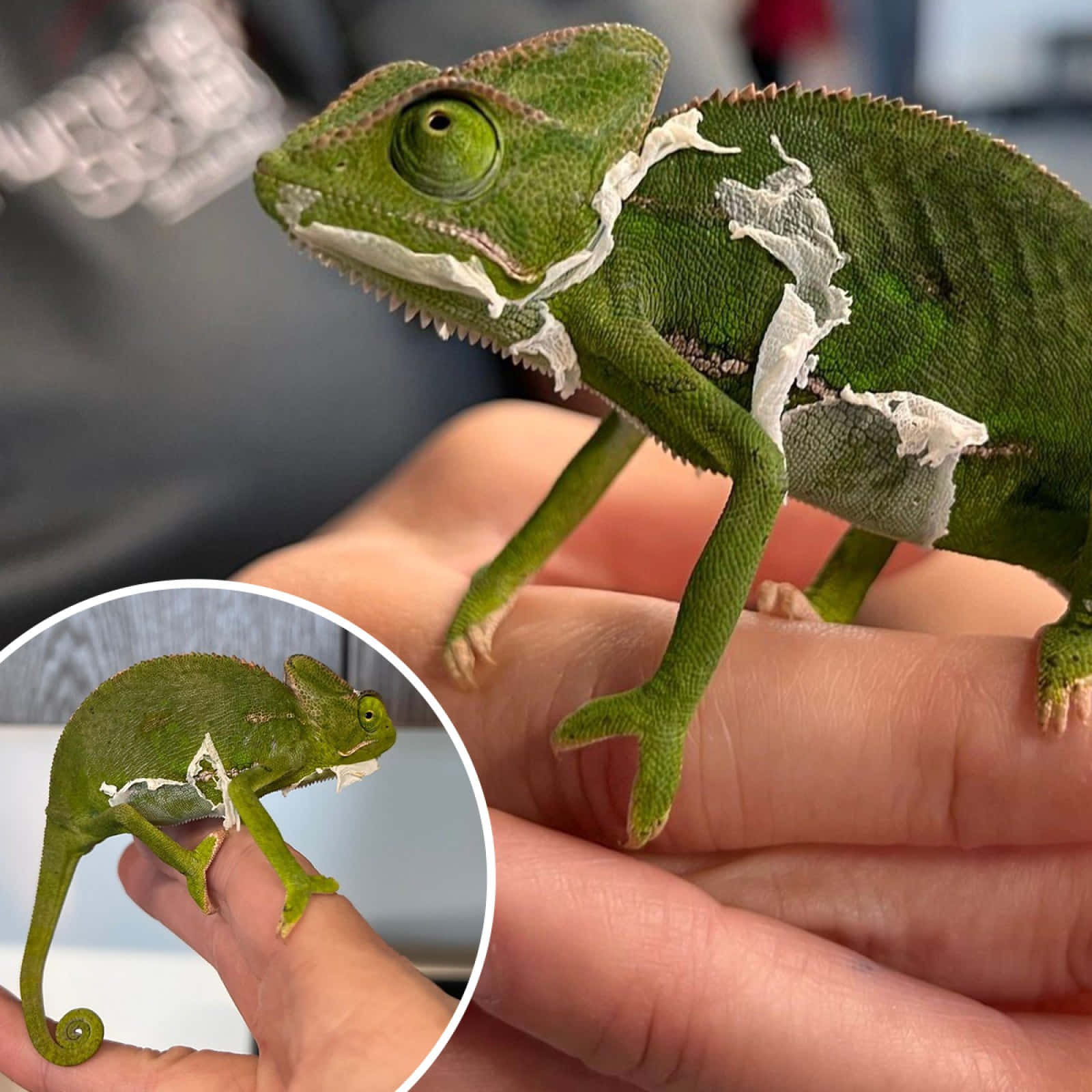 Two chameleons staring at each other