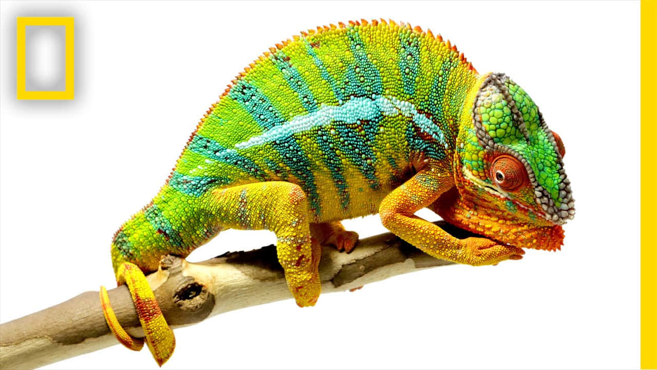 Colorful Chameleon on a Sunlit Branch