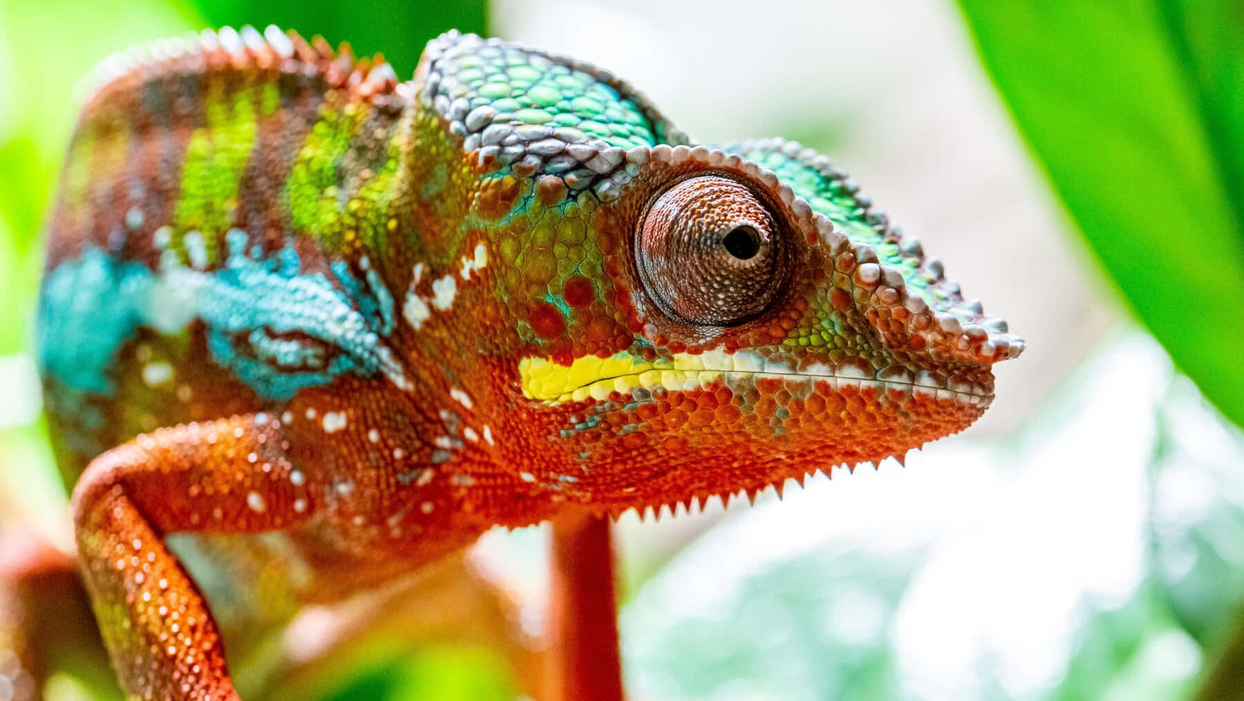 An intently curious chameleon