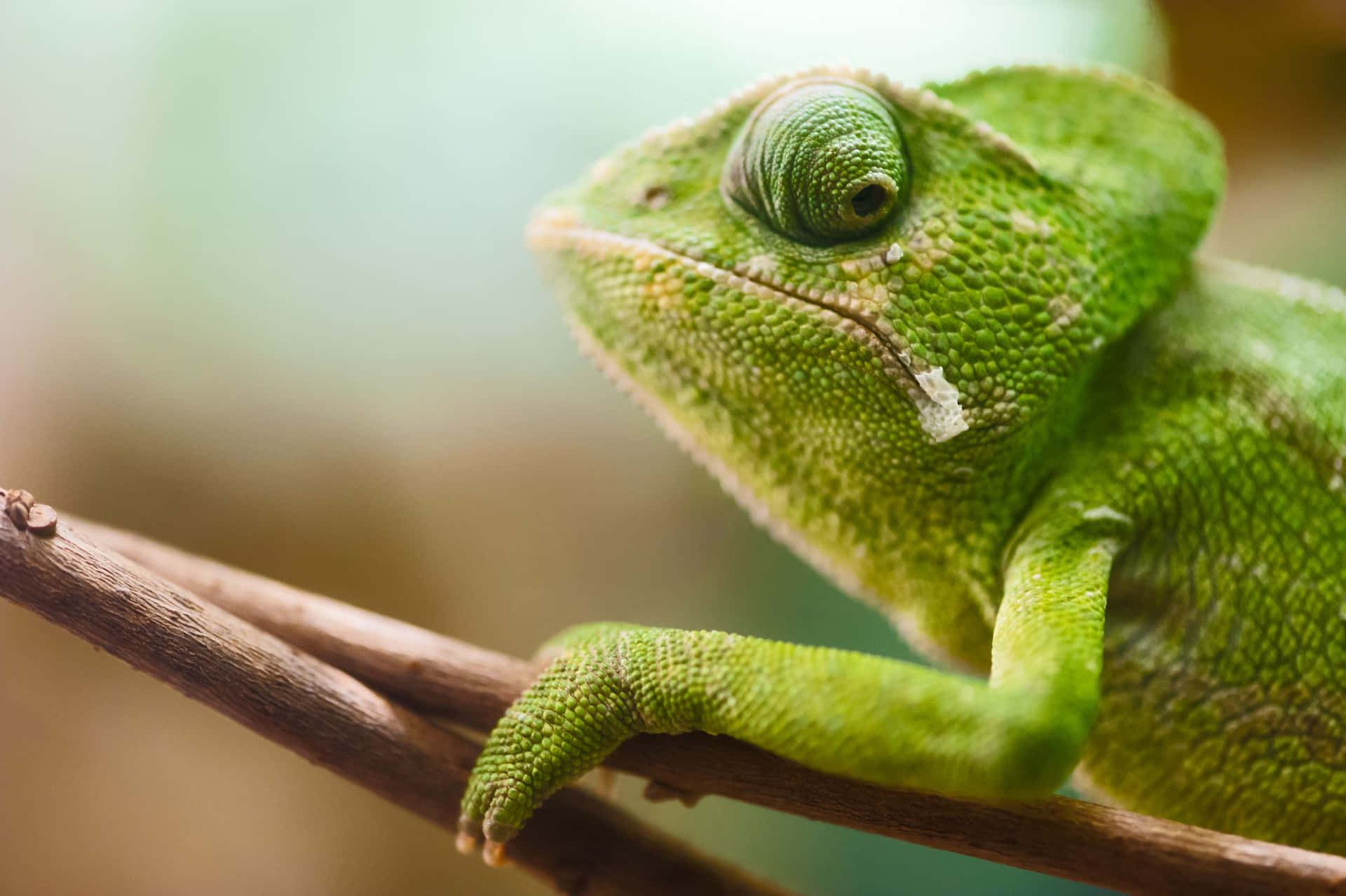 A Green Chameleon Is Sitting On A Branch