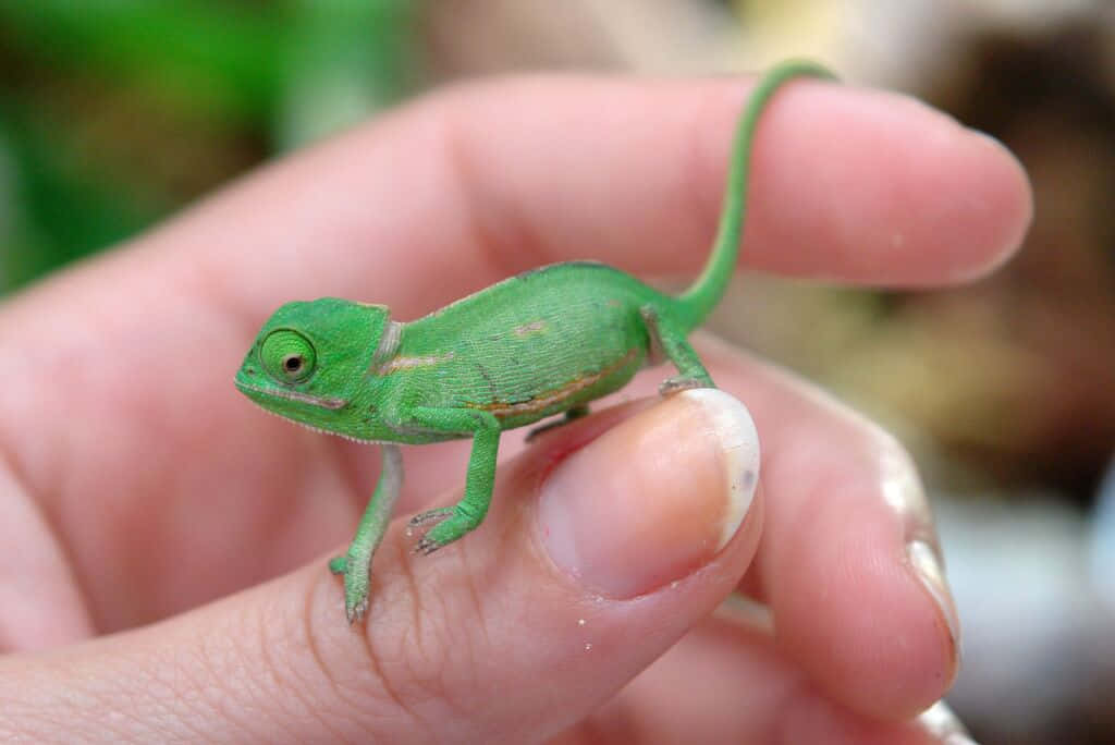 Color-changing Chameleon