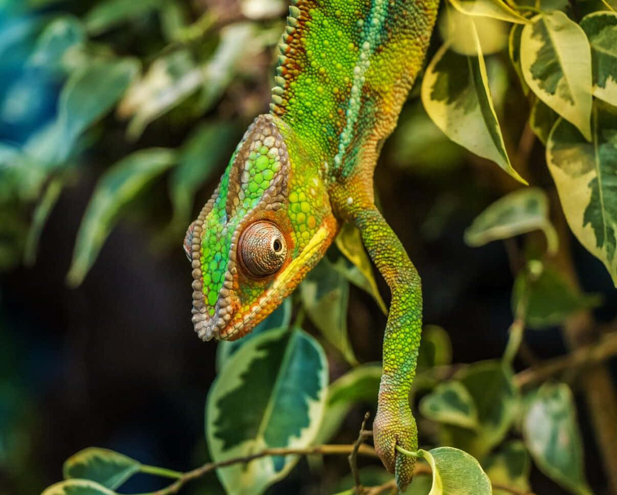 Green Chameleon Sitting on a Branch