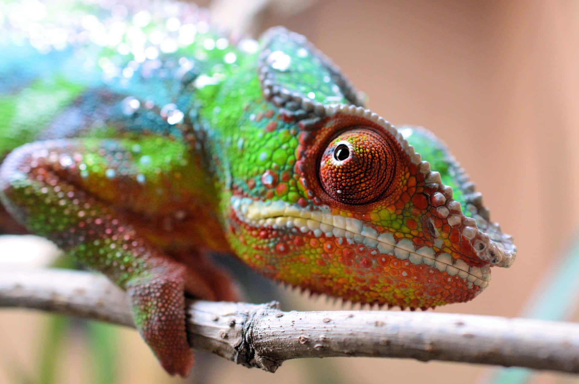Green Chameleon With a Happy Expression