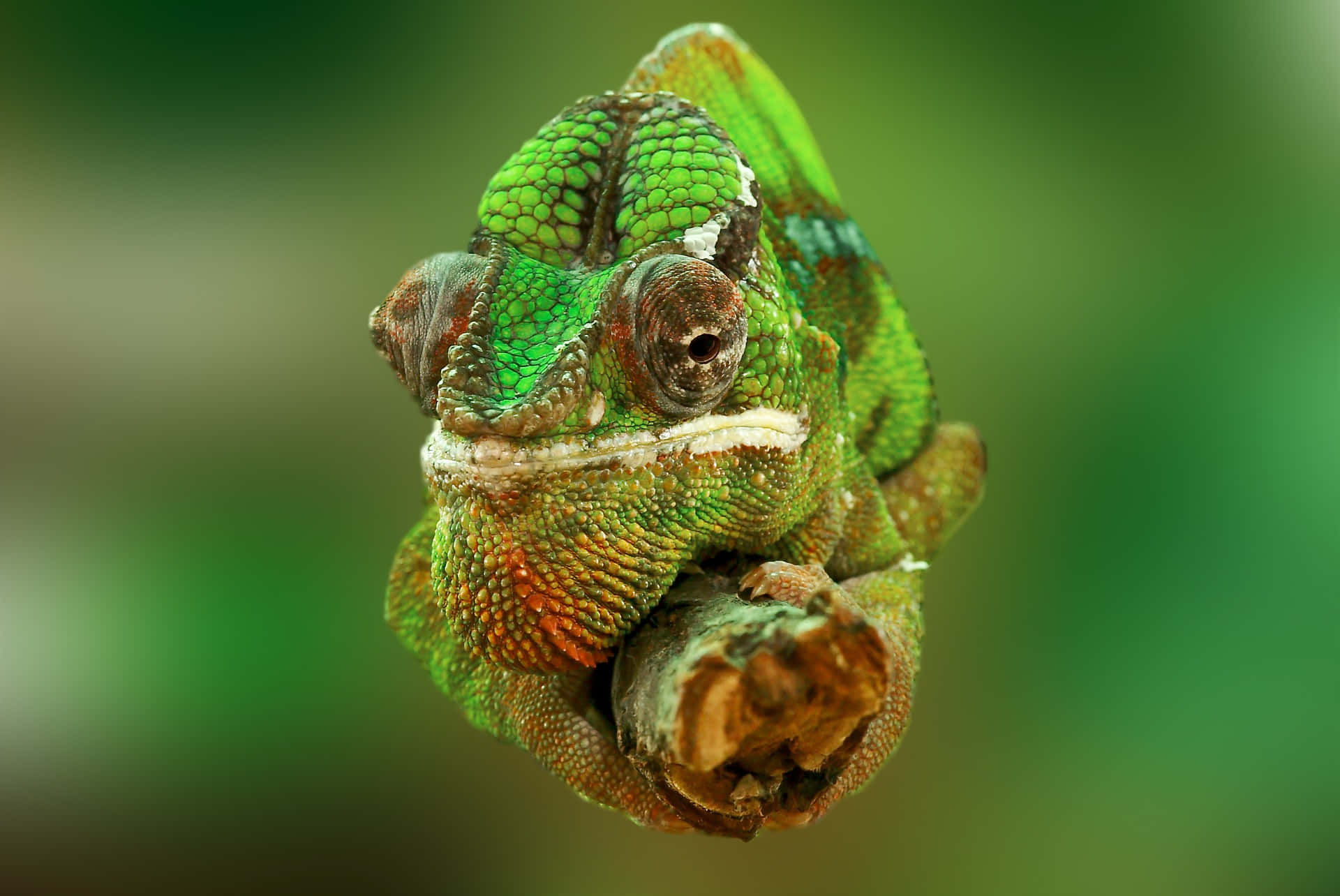 Bright and Colorful Chameleon | Description: A bright and colorful chameleon in a close up photo | Related keywords: chameleon, lizard, reptile, herp, tropical, camouflage, pattern, vibrant, scales, scaly, tree, jungle, smell, swirl, spotted, patterned, threat, display