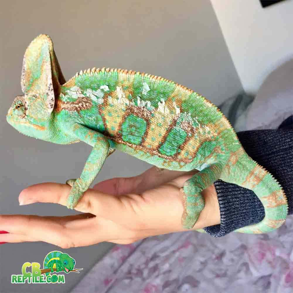 A unique chameleon crawling on a branch