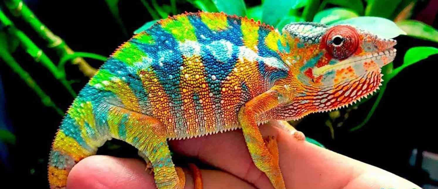 Colorful chameleon perched atop a branch