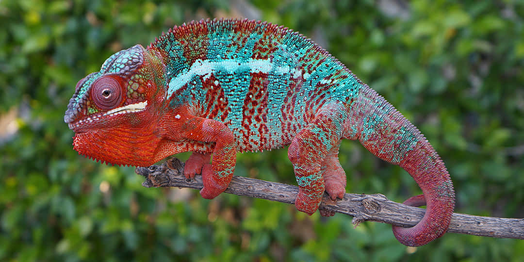 A colorful Chameleon perched on a branch