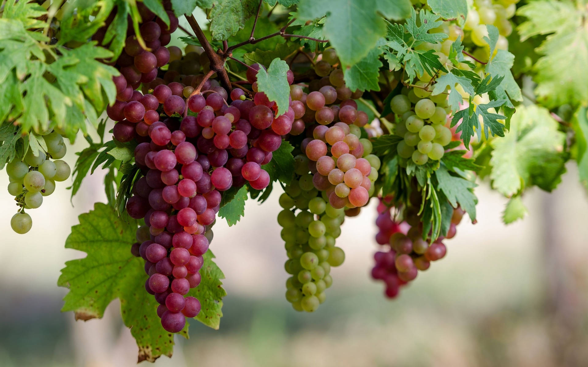 Champagne Red Grapes Wallpaper
