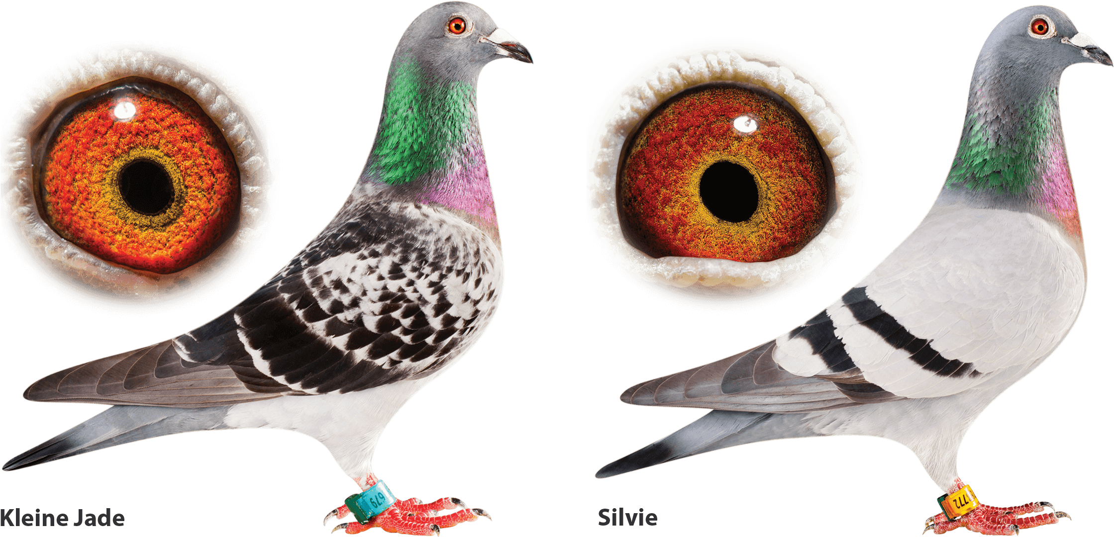 Champion Racing Pigeons With Eye Closeups PNG