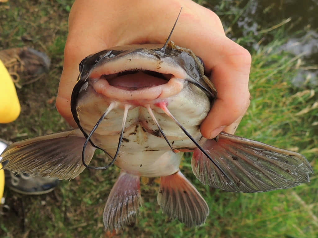 Channel Catfish Close Up Held In Hand.jpg Wallpaper