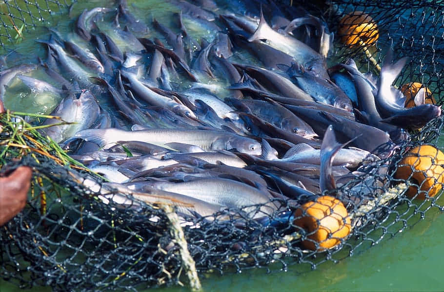 Channel Catfish Harvest Wallpaper