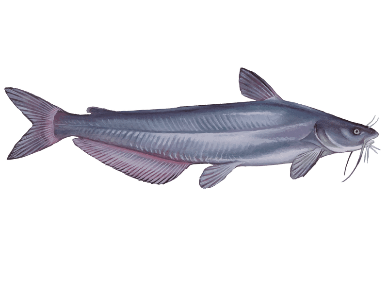 Channel Catfish Illustration PNG