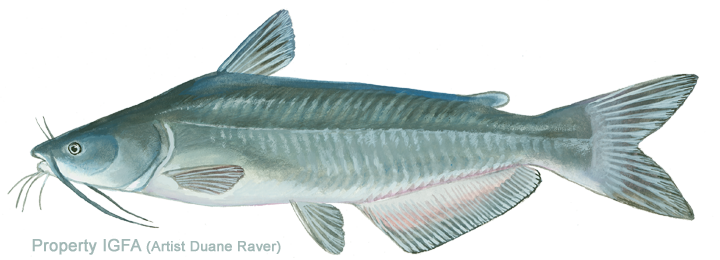 Channel Catfish Illustration PNG