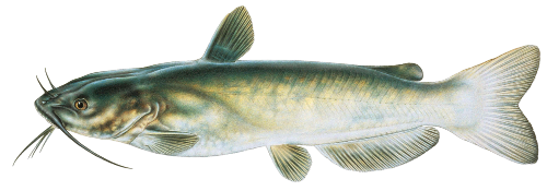 Channel Catfish Illustration PNG