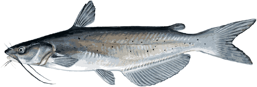 Channel Catfish Illustration PNG