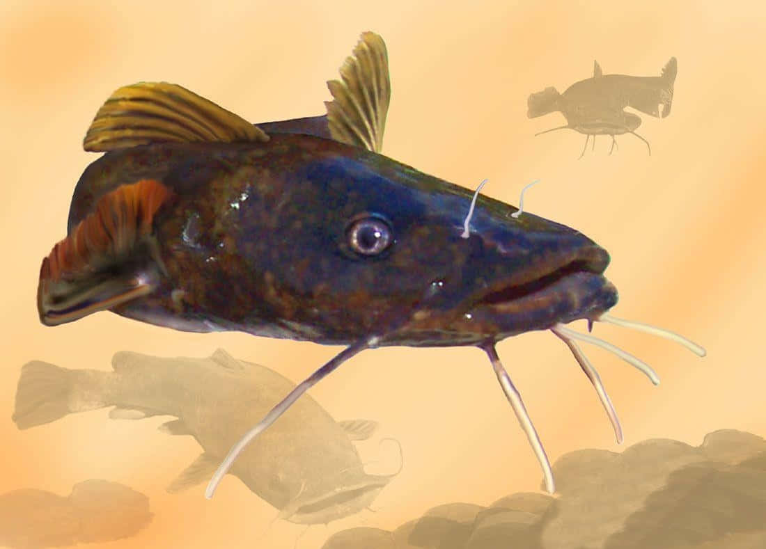 Channel Catfish Illustration Wallpaper