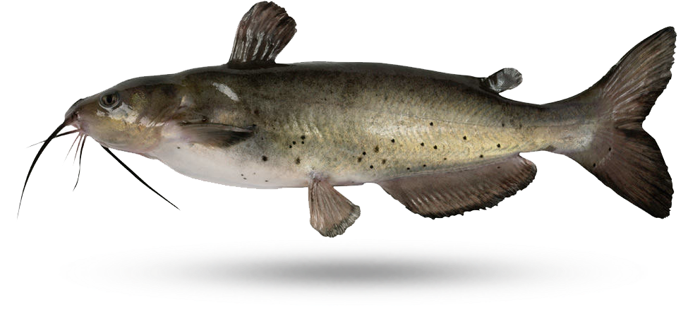 Channel Catfish Illustration PNG