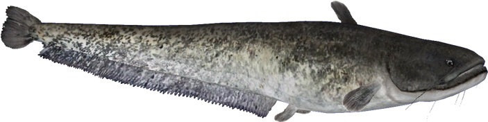 Channel Catfish Side View PNG