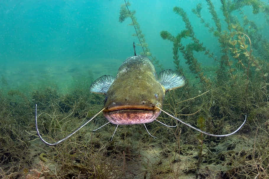 Channel Catfish Underwater Wallpaper