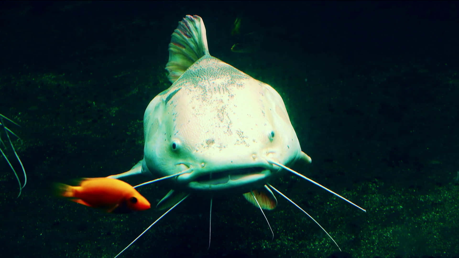 Channel Catfishand Goldfish Underwater Wallpaper