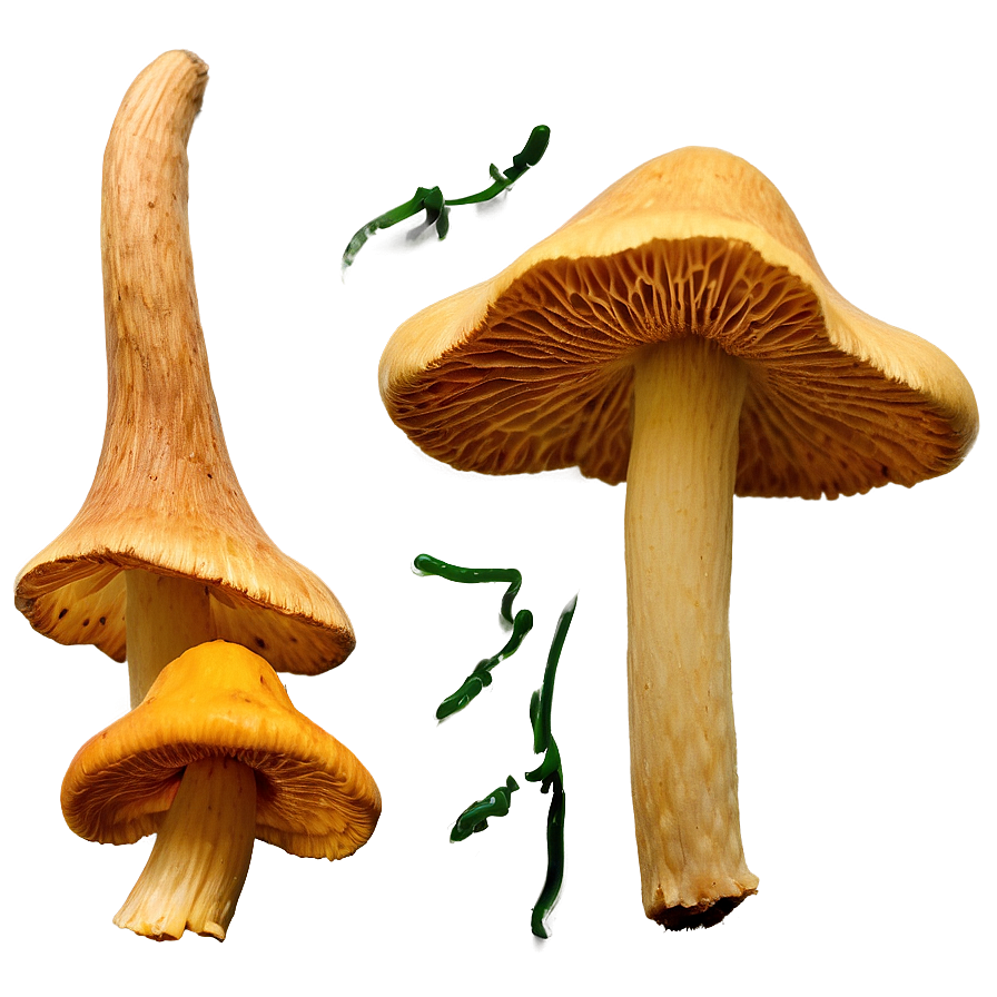 Download Chanterelle Mushrooms Png Edg42 | Wallpapers.com