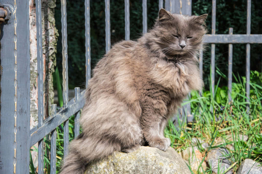 Chantilly-Tiffany cat enjoying sunshine on the porch Wallpaper