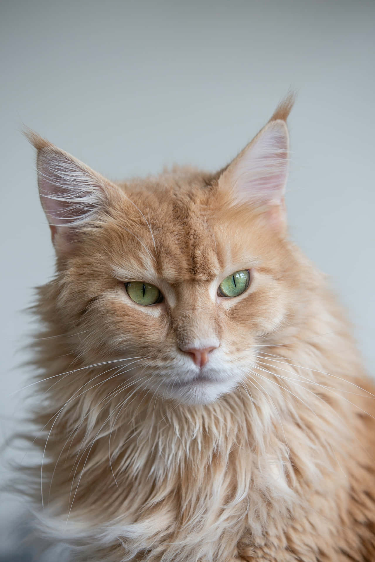 Elegant Chantilly-Tiffany Cat Lounging on a Cozy Couch Wallpaper