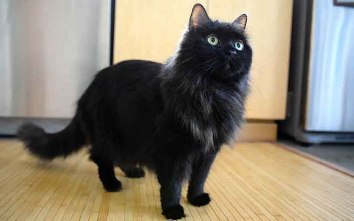 Кот черно шоколадный. Шантильи-Тиффани порода. Шантильи Тиффани кошка. Шантильи (Тиффани-шантильи). Тиффани шантильи черный.