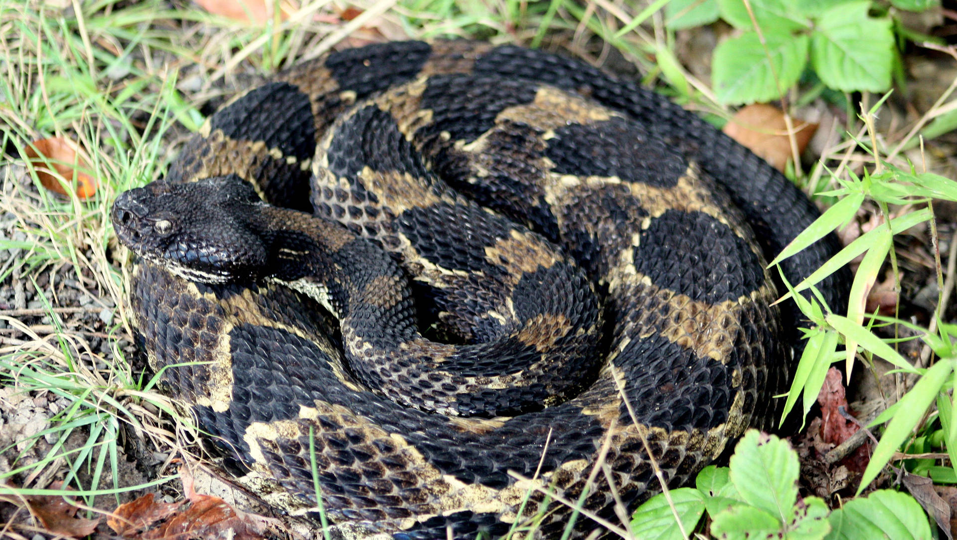 Charcoal Black Brown Timber Rattler Snake Wallpaper