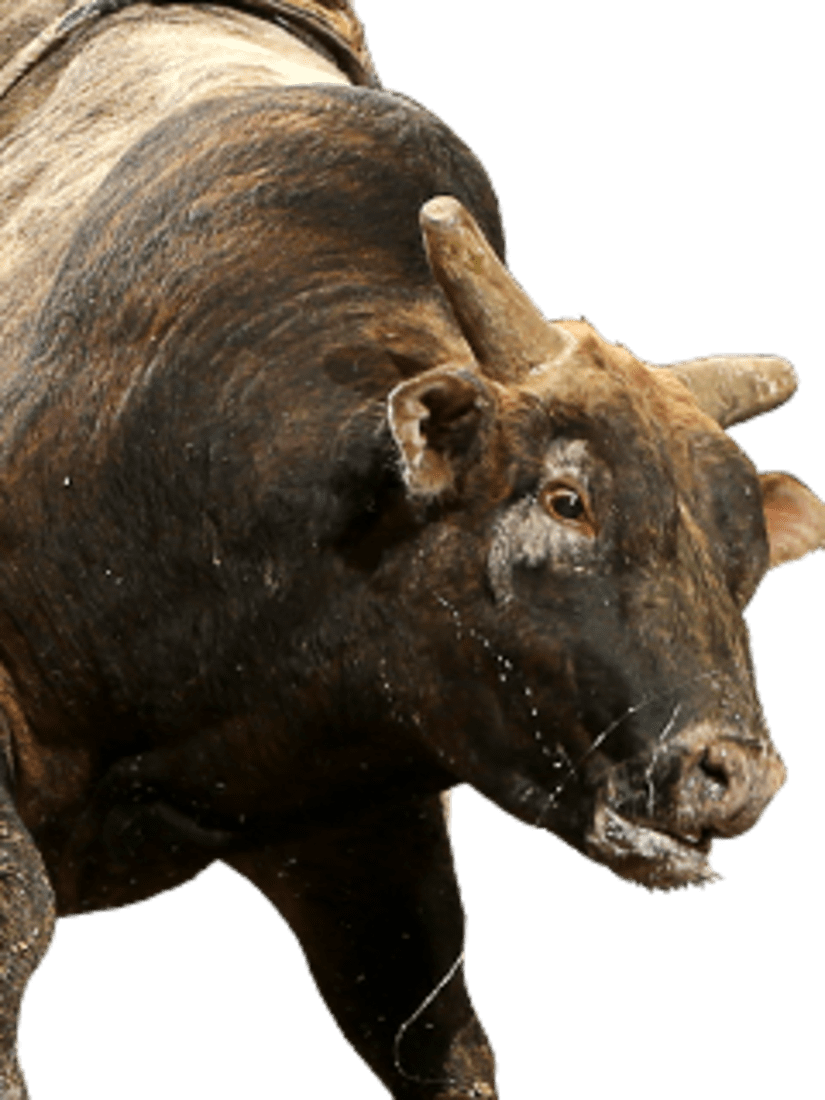 Charging Bull Action Shot.png PNG