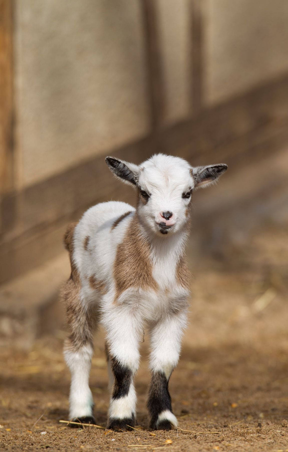 Charming Baby Goat In Country Farm Wallpaper