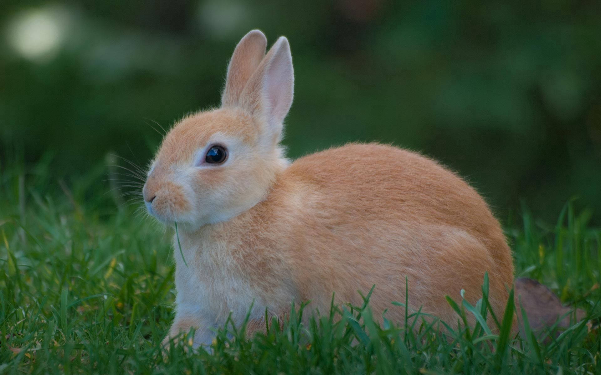 Charming Brown Rabbit